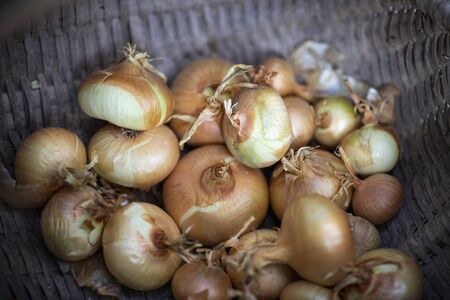 Photo of fresh onions to dry Fresh onion. Bow background. Ripe onions. Onions on the marketの写真素材