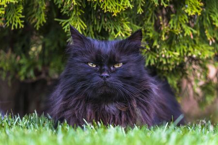 Black furry cat with orange eyes in the garden.の写真素材
