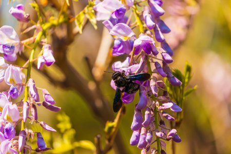 Close-up image with a bumblebee with pollen on him pollinating in a Glycine sinensis flower