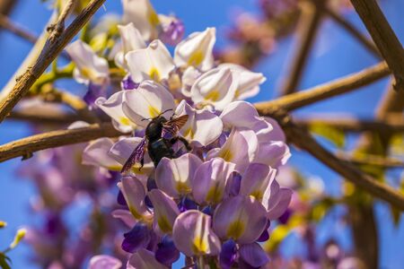 Close-up image with a bumblebee with pollen on him pollinating in a Glycine sinensis flowerの写真素材
