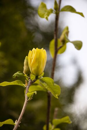 Beautiful Yellow Magnolia Blossomの写真素材