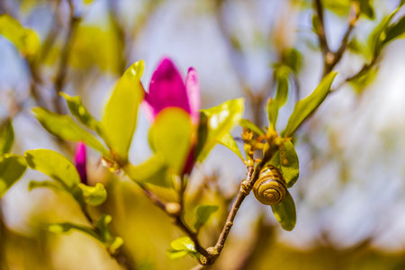 Magnolia flower bloom on background of blurry Magnolia flowers on Magnolia tree.の写真素材