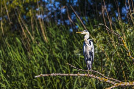 Grey heron bird (Ardea cinerea) in Danube Delta from Romaniaの写真素材