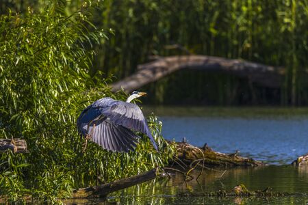 Grey heron bird (Ardea cinerea) in Danube Delta from Romaniaの写真素材