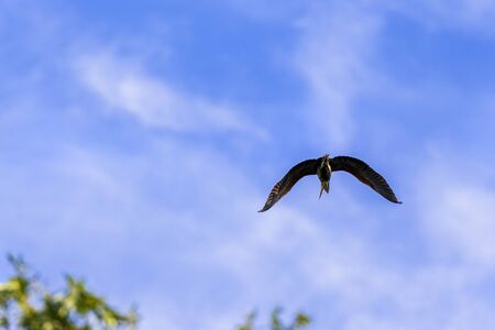 Grey heron bird (Ardea cinerea) in Danube Delta from Romaniaの写真素材