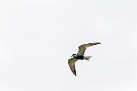 Whiskered Tern in Flight (Chlidonias hybridus)