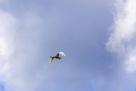 A flying Little Egret (Egretta garzetta) with open wingsの写真素材