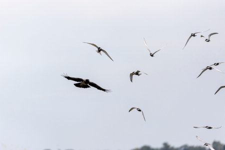 Whiskered Tern in Flight (Chlidonias hybridus)