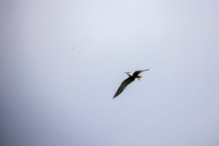 Whiskered Tern in Flight (Chlidonias hybridus)