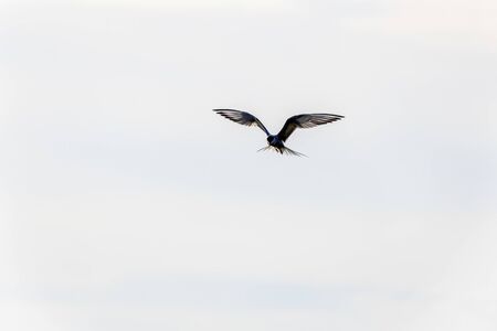 Whiskered Tern in Flight (Chlidonias hybridus)の写真素材