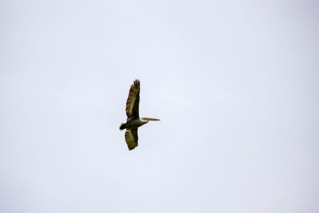 Dalmatian Pelican (Pelecanus crispus) in flight. Danube Delta, Romaniaの写真素材