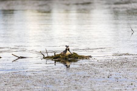 Great Crested Grebe (Podiceps cristatus) on the nestの写真素材