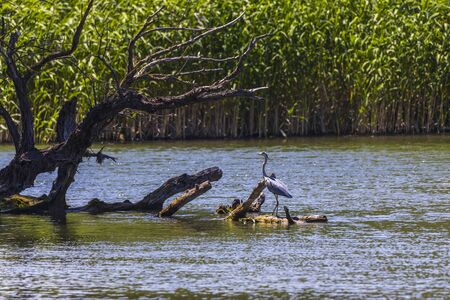 Grey heron bird (Ardea cinerea) in Danube Delta from Romaniaの写真素材
