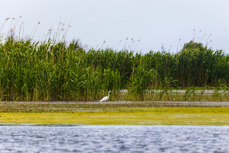 great egret in a pond with water lilies also known as the common egret, large egret or great white...