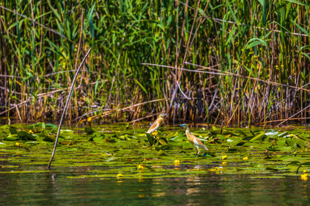 The squacco heron (Ardeola ralloides) in the Danube Delta Biosphere Reserve in Romania