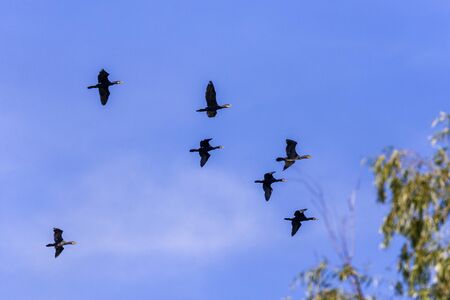Group of great cormorant (Phalacrocorax carbo) in flight on sky background.の写真素材