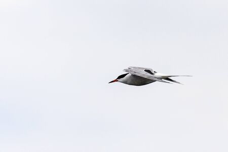 Whiskered Tern in Flight (Chlidonias hybridus)の写真素材