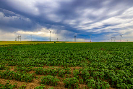 Agricultural field with a sunflower crop in early summer.の写真素材