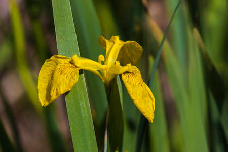 Close up of a delicate wild yellow iris flower in full bloom, in a garden in a sunny summer day, beautiful outdoor floral backgroundの写真素材