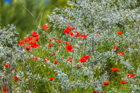 Closeup of poppy flowers over blurred backgroundの写真素材