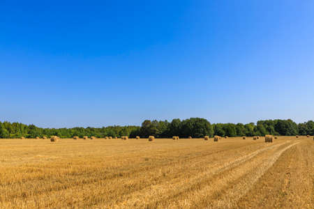 Rolls of haystacks on the field as agriculture harvest conceptの写真素材
