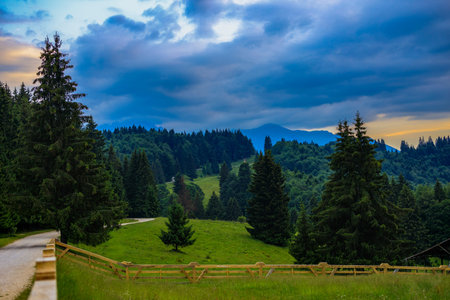 cows grazing on a meadow in the mountains.