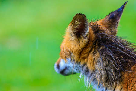 Beautiful landscape with pine forest in the mountains and cloudsの写真素材