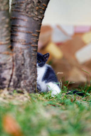 Beautiful  kitten in the home garden.の写真素材