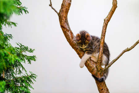 Beautiful  kitten in the home garden.の写真素材