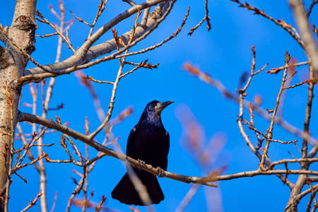 A carrion crow perched on a branch, Corvus macrorhynchosの写真素材