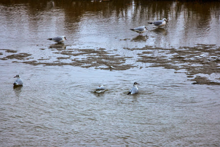 Beautiful white seagulls swimming in a riverの写真素材
