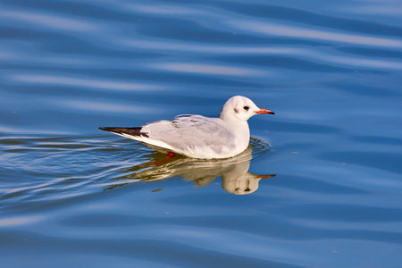Beautiful white seagulls swimming in a river