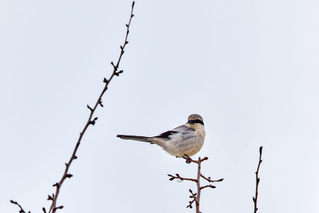 a long-tailed tit on a branch of tree