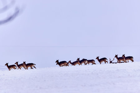 Deer group in the winter meadowの写真素材