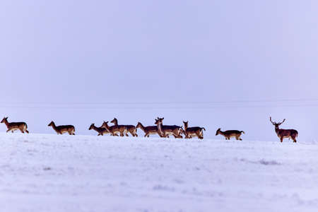 Deer group in the winter meadowの写真素材