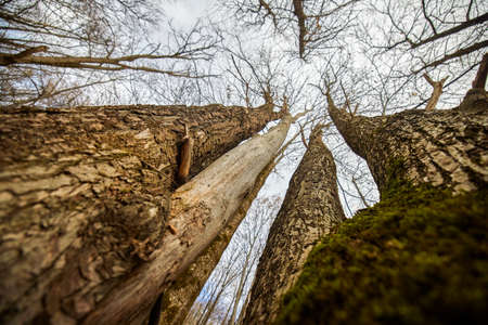 Barren chestnut tree in a deciduous centennial forestの写真素材