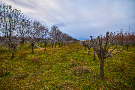 planting of sea buckthorn shrubs in early springの写真素材