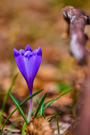 Crocus is a genus of flowering plants in the iris family comprising 90 species of perennials growing...