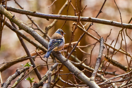 The Fringilla (Fringilla coelebs) is a small (14-18 cm) migratory bird in the Fringillidae family.