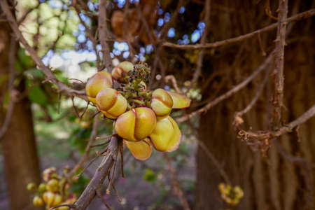 variety of plants from the Botanical Garden of Aswan Egyptの写真素材