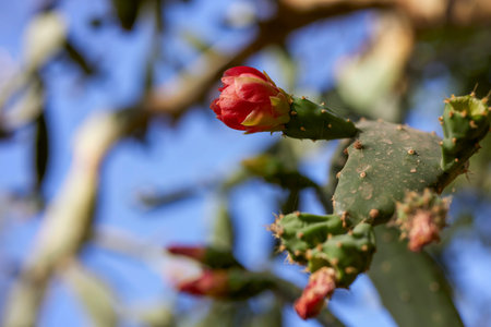 variety of plants from the Botanical Garden of Aswan Egypt