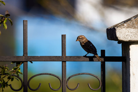 A sparrows sitting on a fence metal