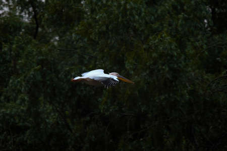 Pelicans in the Danube delta Romania. White pelicans in natural environment in the Danube Delta Biosphere Reserve in Romania.の写真素材