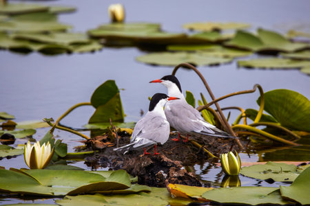 pair of (sternal hirundo) standing on the lake near the nestの写真素材