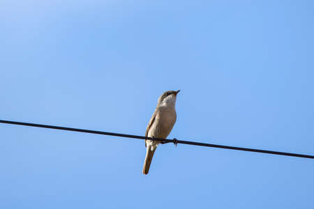Savi's Warbler (Locustella luscinioides). on electric cableの写真素材