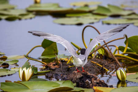 pair of (sternal hirundo) standing on the lake near the nestの写真素材