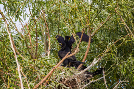 The great black cormorant (Phalacrocorax carbo). Danube Delta Romania.の写真素材
