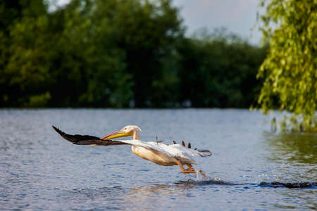 Pelicans in the Danube delta Romania. White pelicans in natural environment in the Danube Delta Biosphere Reserve in Romania.の写真素材