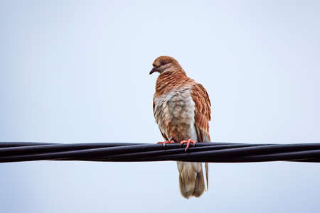 a beautiful pigeon standing on an electric cableの写真素材