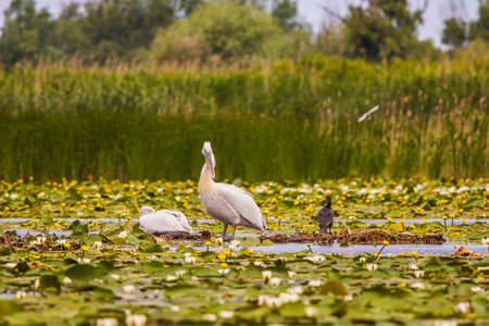 a beautiful pair of pelicans in the Danube Delta, Romania.の写真素材
